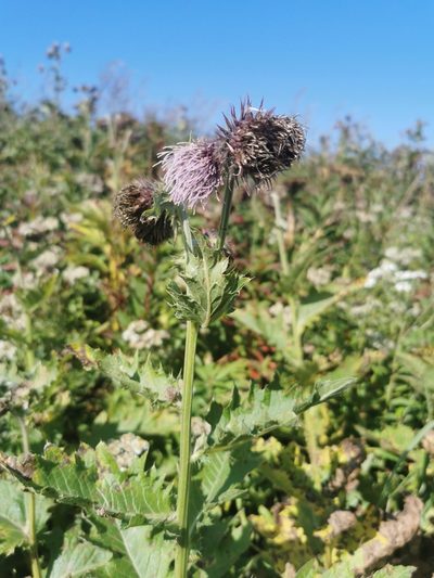 Cirsium kamtschaticum, photographed by Валерия Ковалева