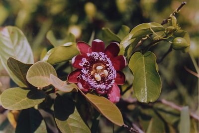 Passiflora alata, photographed by Lucas Kaminski