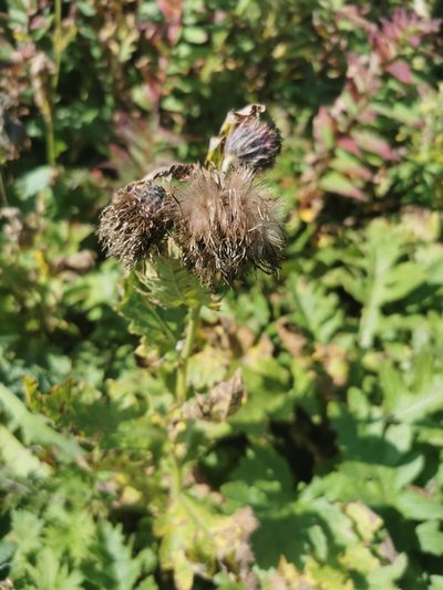 Cirsium kamtschaticum, photographed by Валерия Ковалева