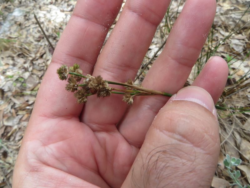 Juncus scirpoides, photographed by Ben Machado