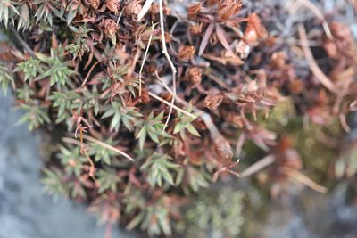 Saxifraga bronchialis, photographed by Steven Bodzin