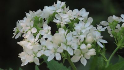 Napaea dioica, photographed by Jason Swanson