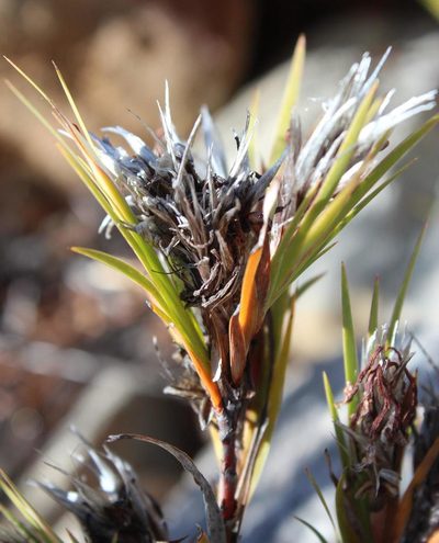 Nivenia inaequalis, photographed by Tony Rebelo