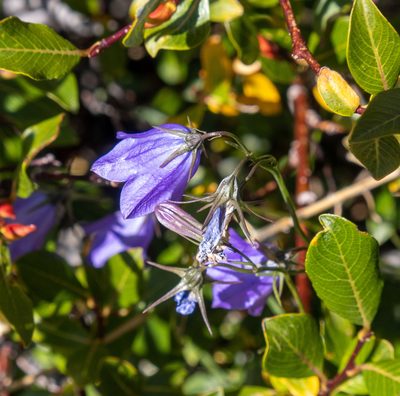 Campanula petiolata, photographed by Bob Walker