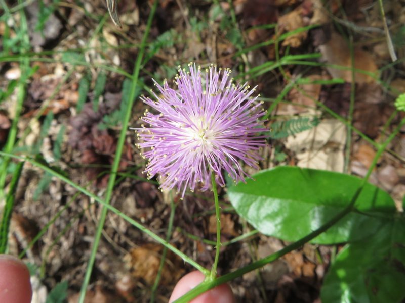 Mimosa floridana, photographed by Ben Machado