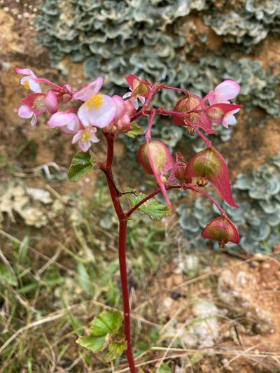 Begonia fischeri, photographed by tlaloc27