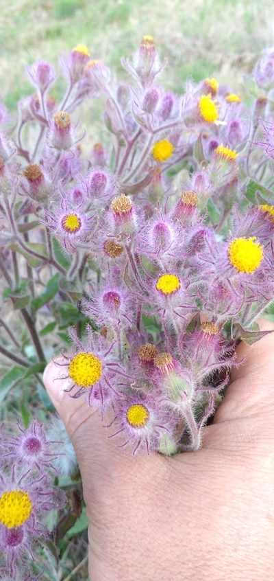 Senecio conyzifolius, photographed by Edson Luis Fabro Gasperin