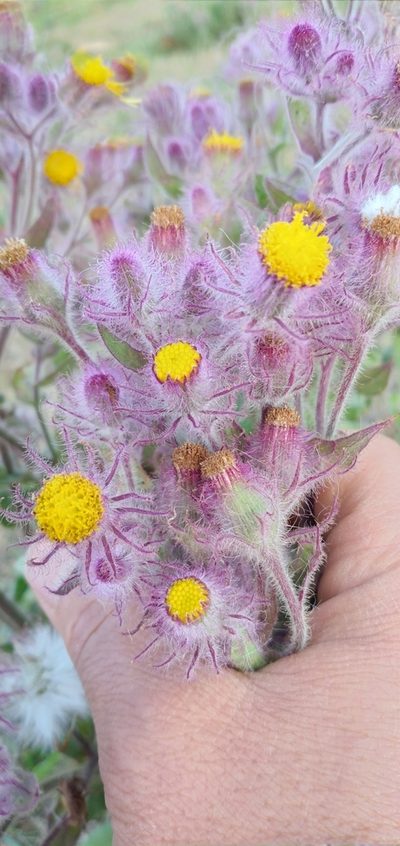 Senecio conyzifolius, photographed by Edson Luis Fabro Gasperin
