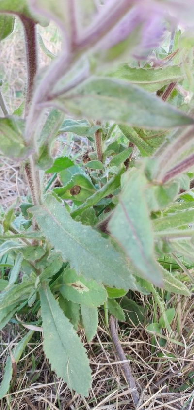 Senecio conyzifolius, photographed by Edson Luis Fabro Gasperin