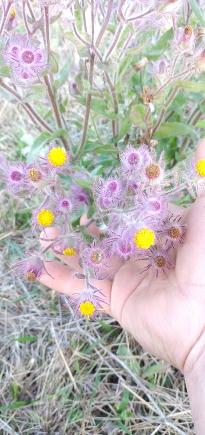 Senecio conyzifolius, photographed by Edson Luis Fabro Gasperin