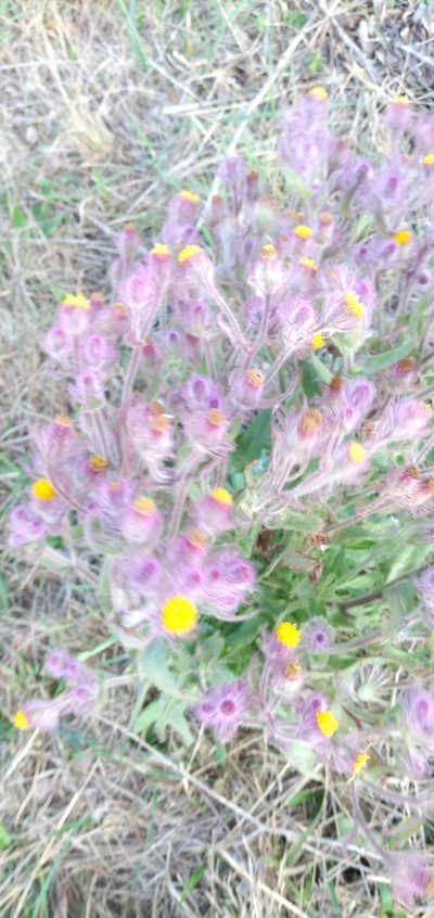 Senecio conyzifolius, photographed by Edson Luis Fabro Gasperin