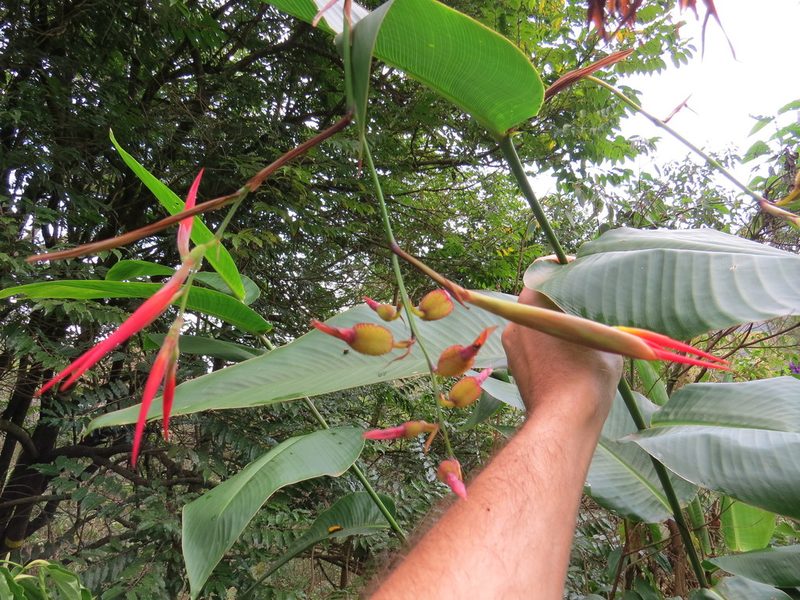 Canna paniculata, photographed by Victor Farjalla Pontes