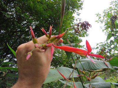 Canna paniculata, photographed by Victor Farjalla Pontes
