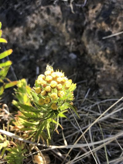 Allagopappus canariensis, photographed by A. Johann