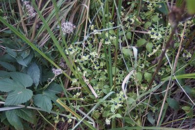 Silene baccifera, photographed by Olena V. Vakarenko