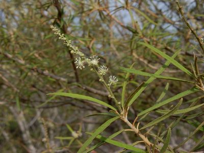 Croton scouleri, photographed by Alan Prather