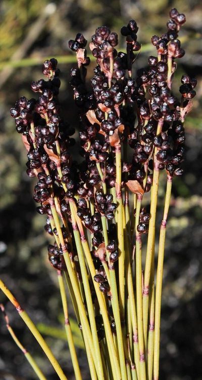Elegia galpinii, photographed by Tony Rebelo