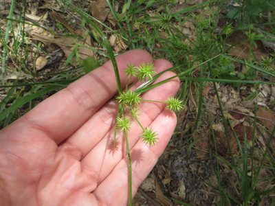 Cyperus croceus, photographed by Ben Machado