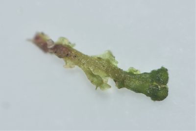 Blasia pusilla, photographed by Braden J. Judson