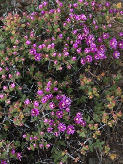 Ruschia spinosa, photographed by Tony Rebelo