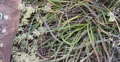 Senecio acaulis, photographed by Tony Rebelo