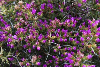 Ruschia spinosa, photographed by Tony Rebelo