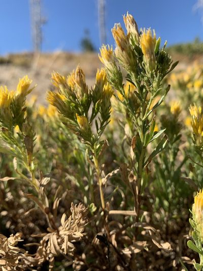 Ericameria greenei, photographed by mark-groeneveld