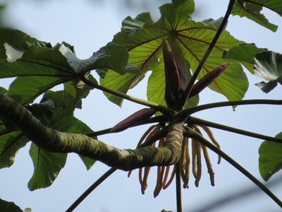 Cecropia glaziovii, photographed by Victor Farjalla Pontes