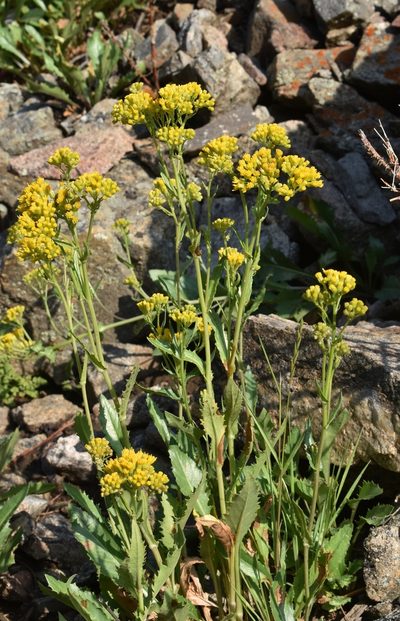 Senecio rapifolius, photographed by Gail A Baker