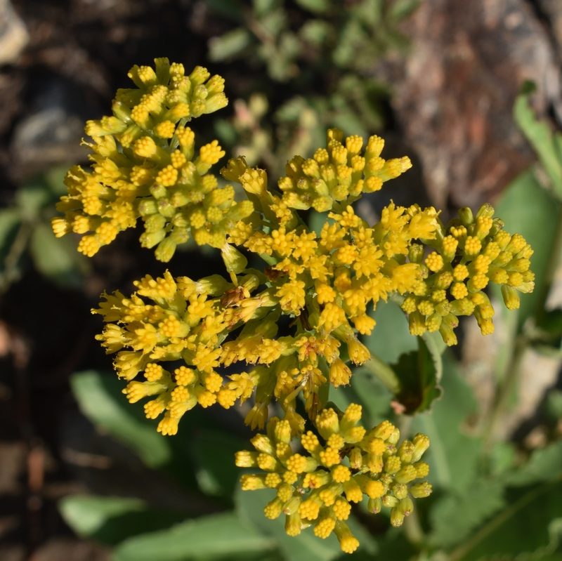 Senecio rapifolius, photographed by Gail A Baker