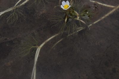 Ranunculus sphaerospermus, photographed by Tony Rebelo