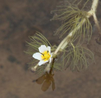 Ranunculus sphaerospermus, photographed by Tony Rebelo