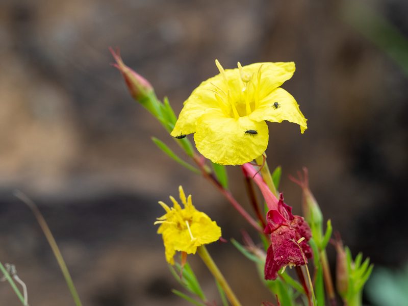Oenothera toumeyi, photographed by Forest Botial-Jarvis