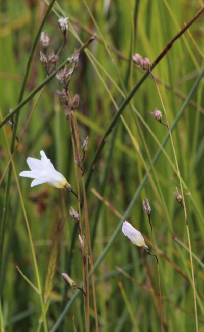 Ixia rivulicola, photographed by Tony Rebelo