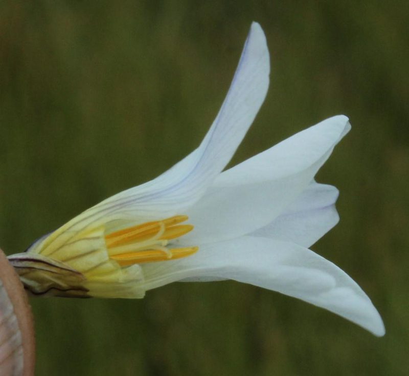 Ixia rivulicola, photographed by Tony Rebelo