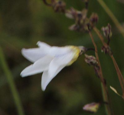 Ixia rivulicola, photographed by Tony Rebelo
