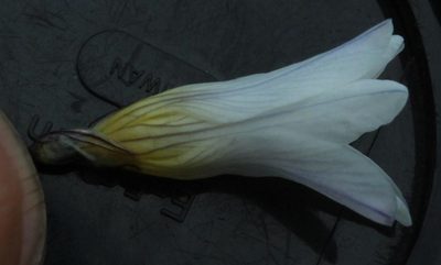 Ixia rivulicola, photographed by Tony Rebelo