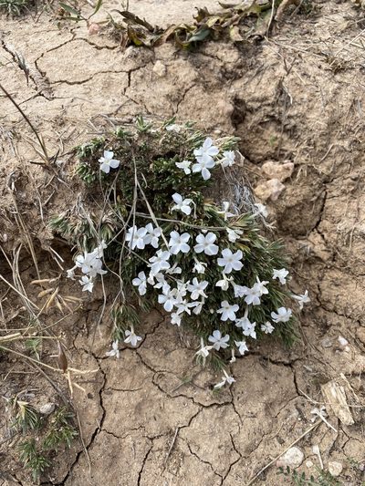 Phlox pulvinata, photographed by Andrii Khmelkov