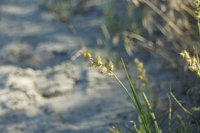 Cenchrus longispinus, photographed by Olena V. Vakarenko