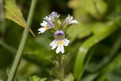 Euphrasia officinalis, photographed by Eleftherios Katsillis