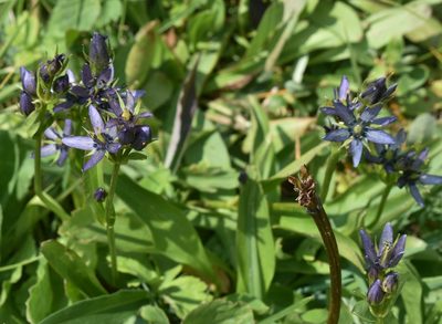 Swertia perennis, photographed by Gail A Baker