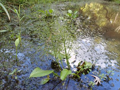 Alisma subcordatum, photographed by the swamp ass