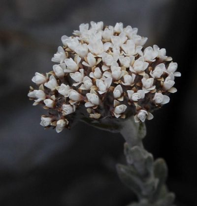 Anderbergia rooibergensis, photographed by Tony Rebelo