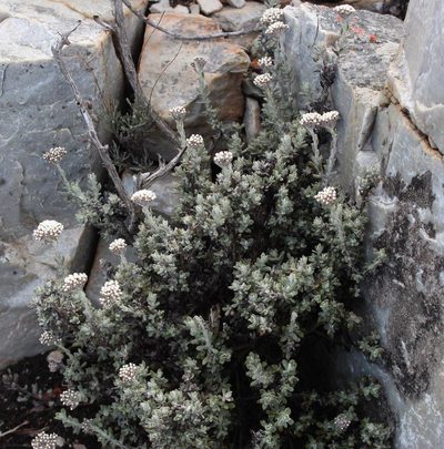 Anderbergia rooibergensis, photographed by Tony Rebelo