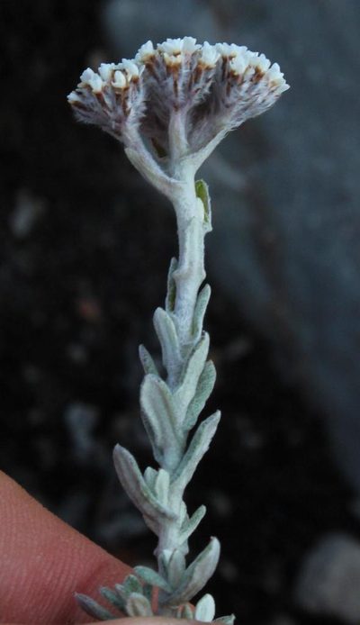 Anderbergia rooibergensis, photographed by Tony Rebelo