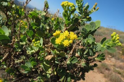 Hertia kraussii, photographed by Brian du Preez