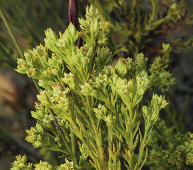 Thesium foliosum, photographed by Tony Rebelo