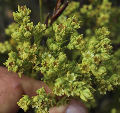Thesium foliosum, photographed by Tony Rebelo