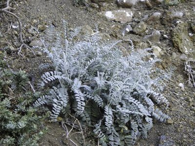 Astragalus miguelensis, photographed by Zack Abbey