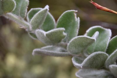 Podalyria hirsuta, photographed by Tony Rebelo